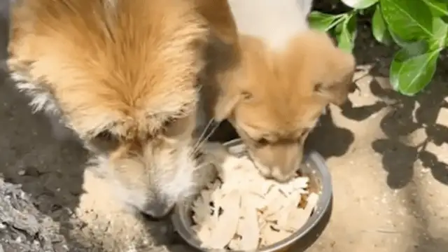 The girls used to feed the stray dogs, and the mother tried to trust her with the kids, and came to see them