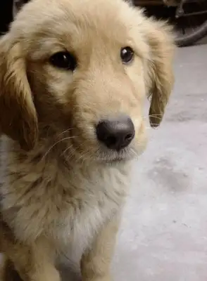 10 years old dog, a special way of saying goodbye before he died, thanks to his family for years