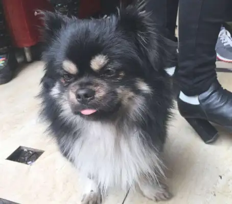 The stray dog came by when the road was waiting, and the boy had an unexpected surprise when he touched it