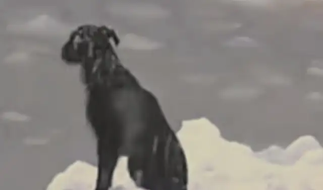 The dog and the owner are separated, trapped on a floating ice, aided by sailors
