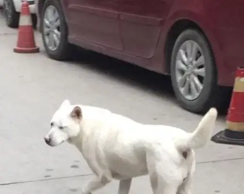 The stray white dog fell on a dog and it was embarrassing for a woman..