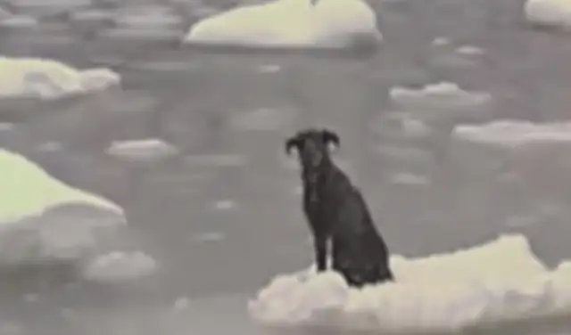 The dog and the owner are separated, trapped on a floating ice, aided by sailors