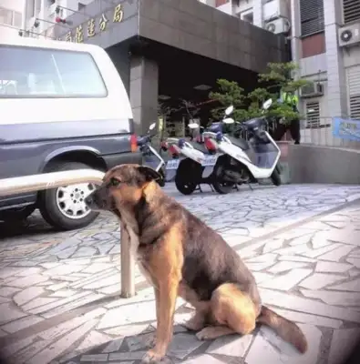 The old dog was sent to a shelter and kept the police locked up for 10 years