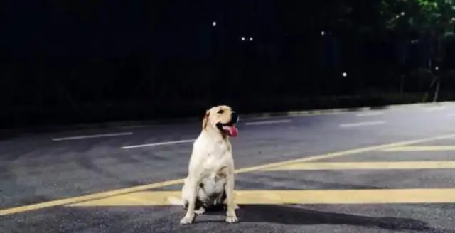 A loyal dog, a small owner, it's hard to be a pet these days