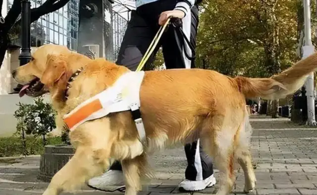 One community in Zhengzhou has completely banned dogs, calling into question the head of household