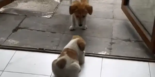The girls used to feed the stray dogs, and the mother tried to trust her with the kids, and came to see them