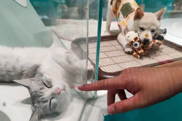 "520" Cats and dogs: More money for pets than love