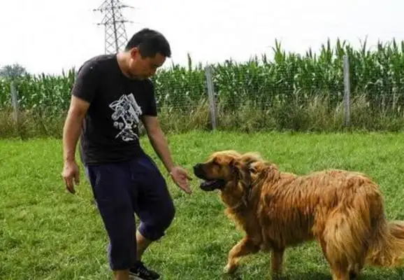 Which are the most ruthless dogs in the world? Why