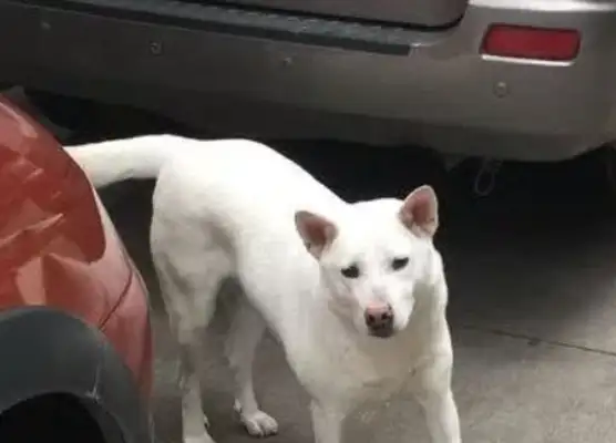 The stray white dog fell on a dog and it was embarrassing for a woman..