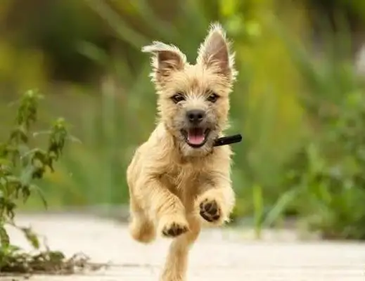Which are the most ruthless dogs in the world? Why