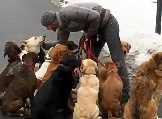 Thirty-three dogs were charged, but the staff came in and looked surprised: it was so comfortable