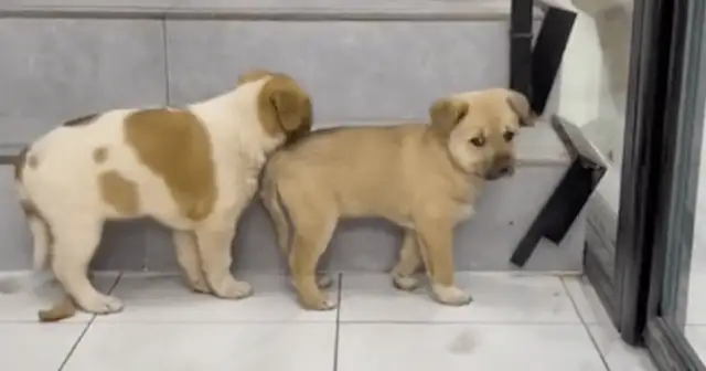 The girls used to feed the stray dogs, and the mother tried to trust her with the kids, and came to see them