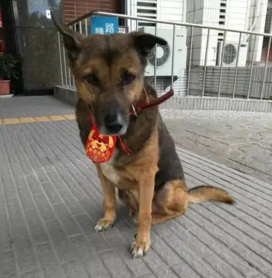 The old dog was sent to a shelter and kept the police locked up for 10 years
