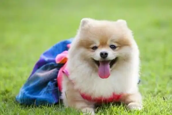 Which are the most ruthless dogs in the world? Why