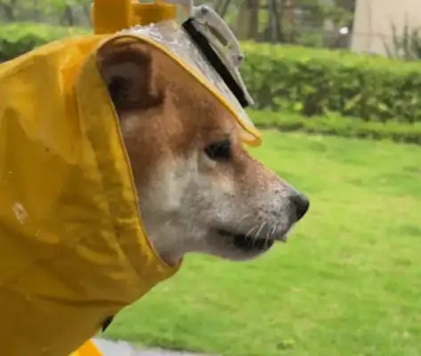 In the rain, the shavings on the dog's hood were very visible. Netizen: Do you have an adult version