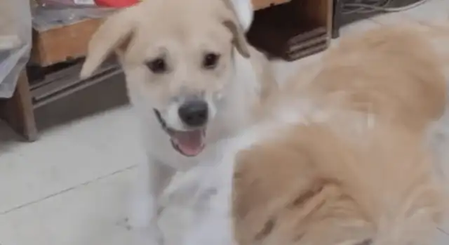 The girls used to feed the stray dogs, and the mother tried to trust her with the kids, and came to see them