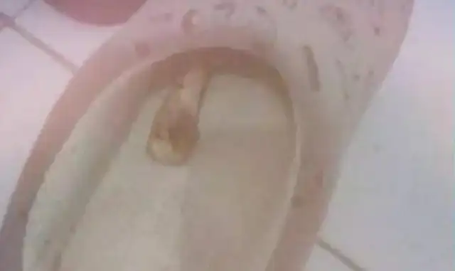 After 14 years of dog death, the hostess saw this in her slippers and cried