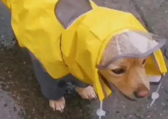 In the rain, the shavings on the dog's hood were very visible. Netizen: Do you have an adult version