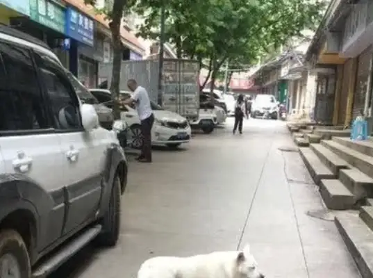 The stray white dog fell on a dog and it was embarrassing for a woman..