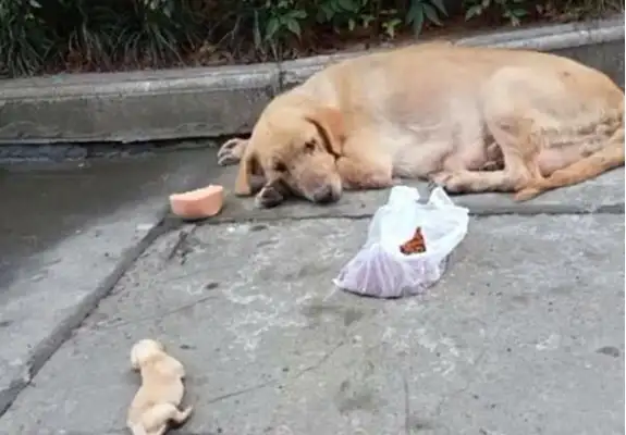 The homeless woman gave birth to a dog and was found dead by the property