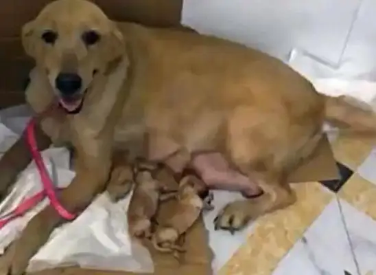 The homeless woman gave birth to a dog and was found dead by the property