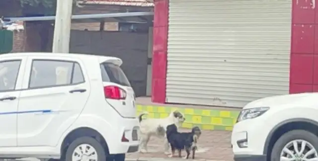 There's still work to be done to combat the uncivilization of dogs