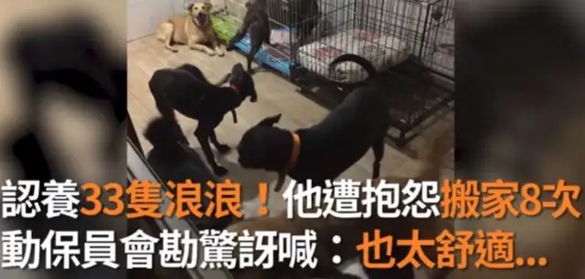 Thirty-three dogs were charged, but the staff came in and looked surprised: it was so comfortable