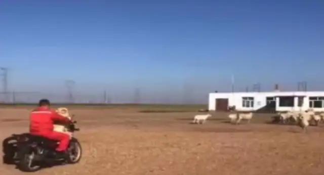 A dog rides a motorcycle every day with his master