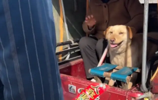 Once he left, the dog was thrown in a cage and found to make money