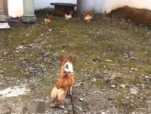 Cowdog Kirky went back to the countryside and got fooled by ducks