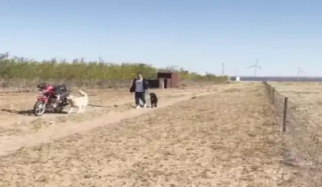 A dog rides a motorcycle every day with his master