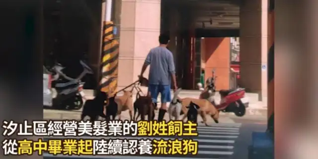 Thirty-three dogs were charged, but the staff came in and looked surprised: it was so comfortable