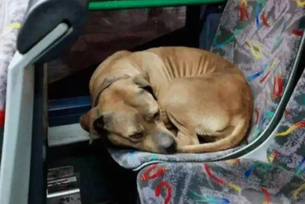 Five cars and a dog. Is that overload? Traffic police: in this case, fine deductions