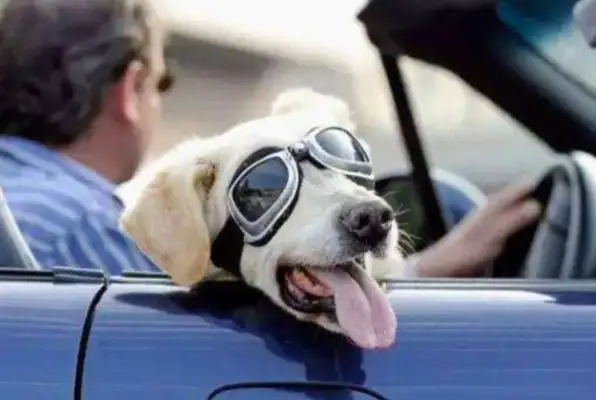 Five cars and a dog. Is that overload? Traffic police: in this case, fine deductions