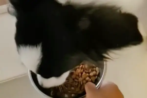 I saw the master cook and asked for the dog food to be put in the pot