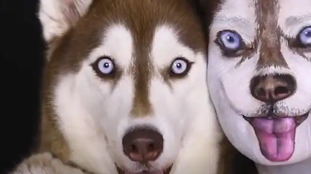 The master turned himself into a Haschie, and his dog saw his face: Who is this