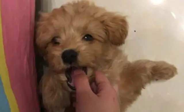 Dogs are often beaten up by their masters, and they're always careful when they're with people