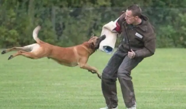 If there's a chance, I just want to have a horse dog