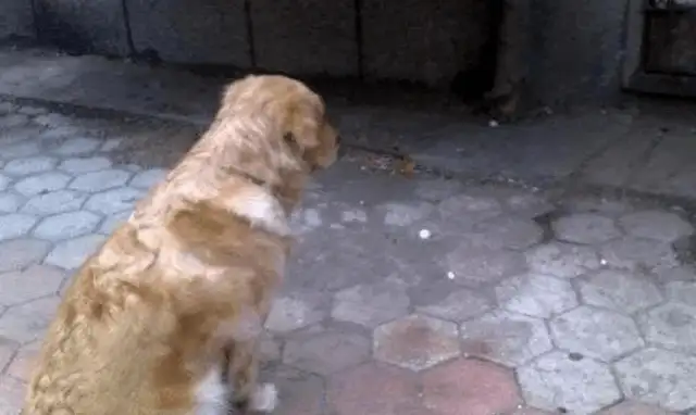 10 years old dog, a special way of saying goodbye before he died, thanks to his family for years