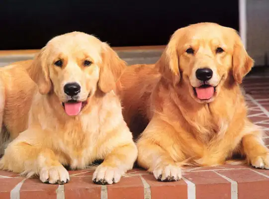 "Doggy Warm Man" gold hair, which is more combatable in the same size