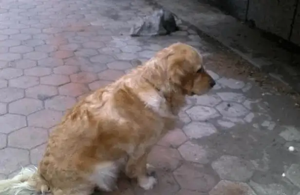 10 years old dog, a special way of saying goodbye before he died, thanks to his family for years