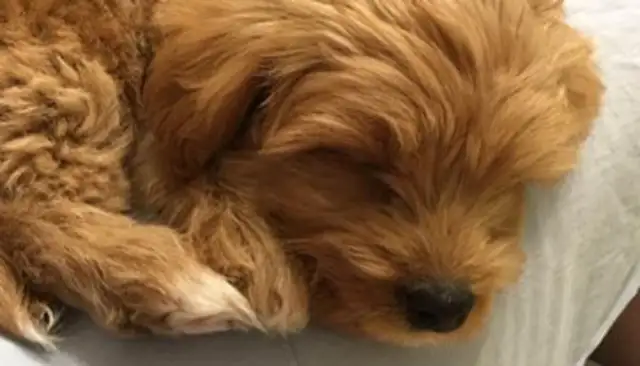 Dogs are often beaten up by their masters, and they're always careful when they're with people