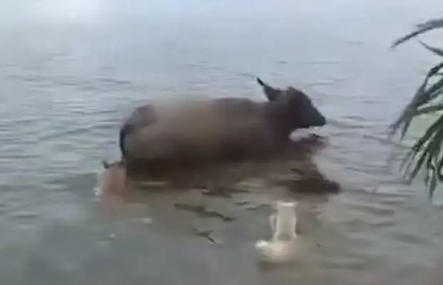 Two dogs in the river to bully the buffalo