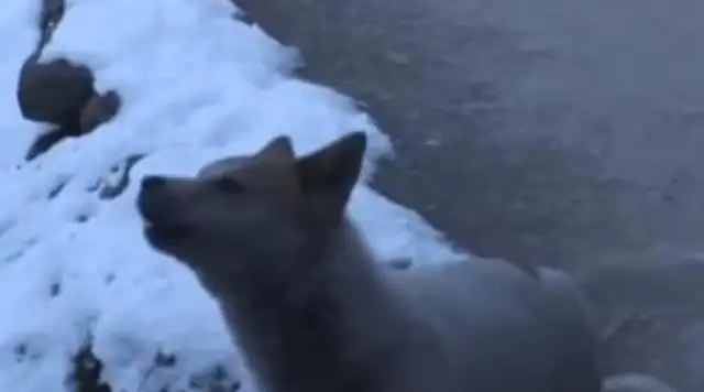 The stray dog sent him to the dog and left, and the beautiful lady stalked, and the scene of the sight of him couldn't stop crying