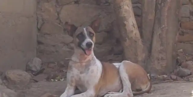 The stray dog has a skin disease, the wound is like climbing a rock