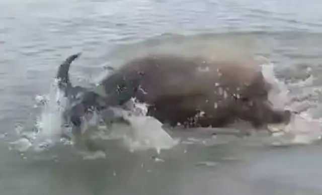 Two dogs in the river to bully the buffalo
