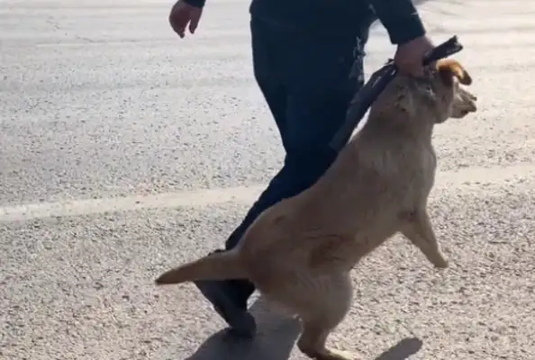 Once he left, the dog was thrown in a cage and found to make money