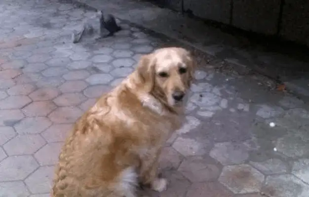 10 years old dog, a special way of saying goodbye before he died, thanks to his family for years