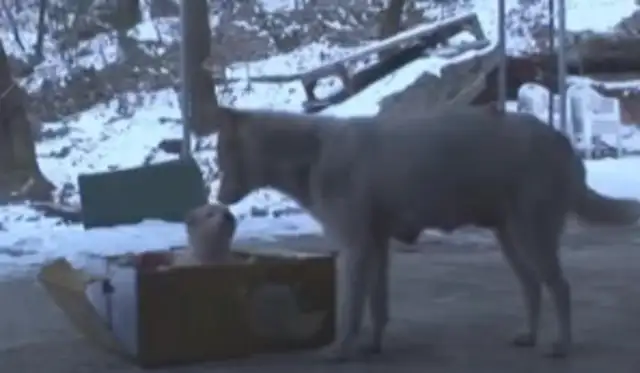 The stray dog sent him to the dog and left, and the beautiful lady stalked, and the scene of the sight of him couldn't stop crying