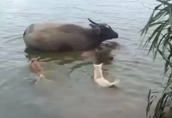 Two dogs in the river to bully the buffalo